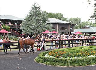 The Outdoor Parade Ring at Karaka